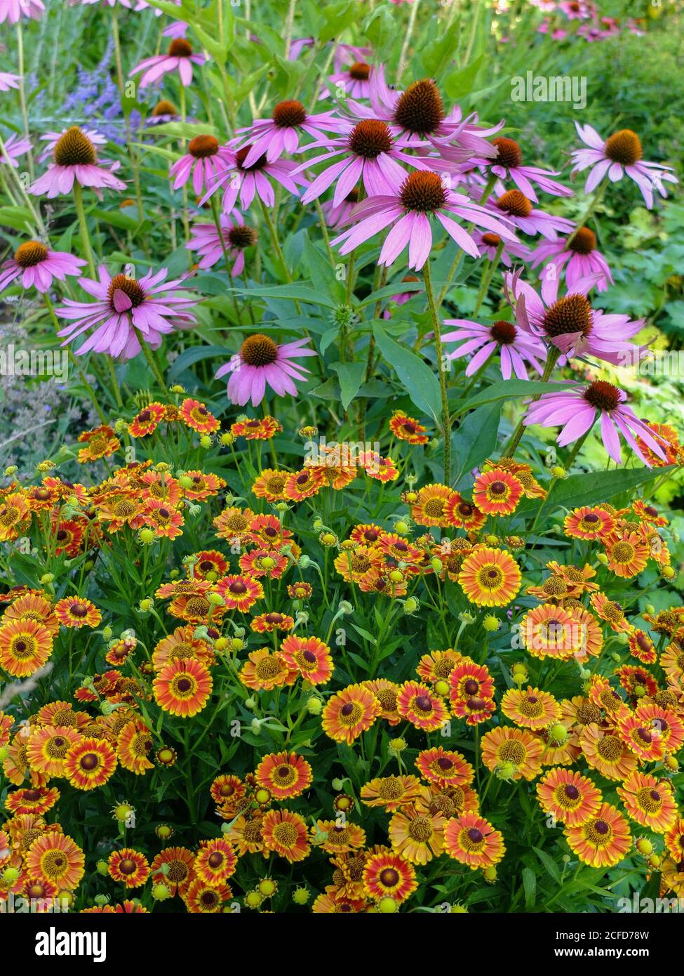 Confine perenne con un falso cappello da sole (Echinacea purpurea) E una sposa di sole (Helenium) Foto Stock