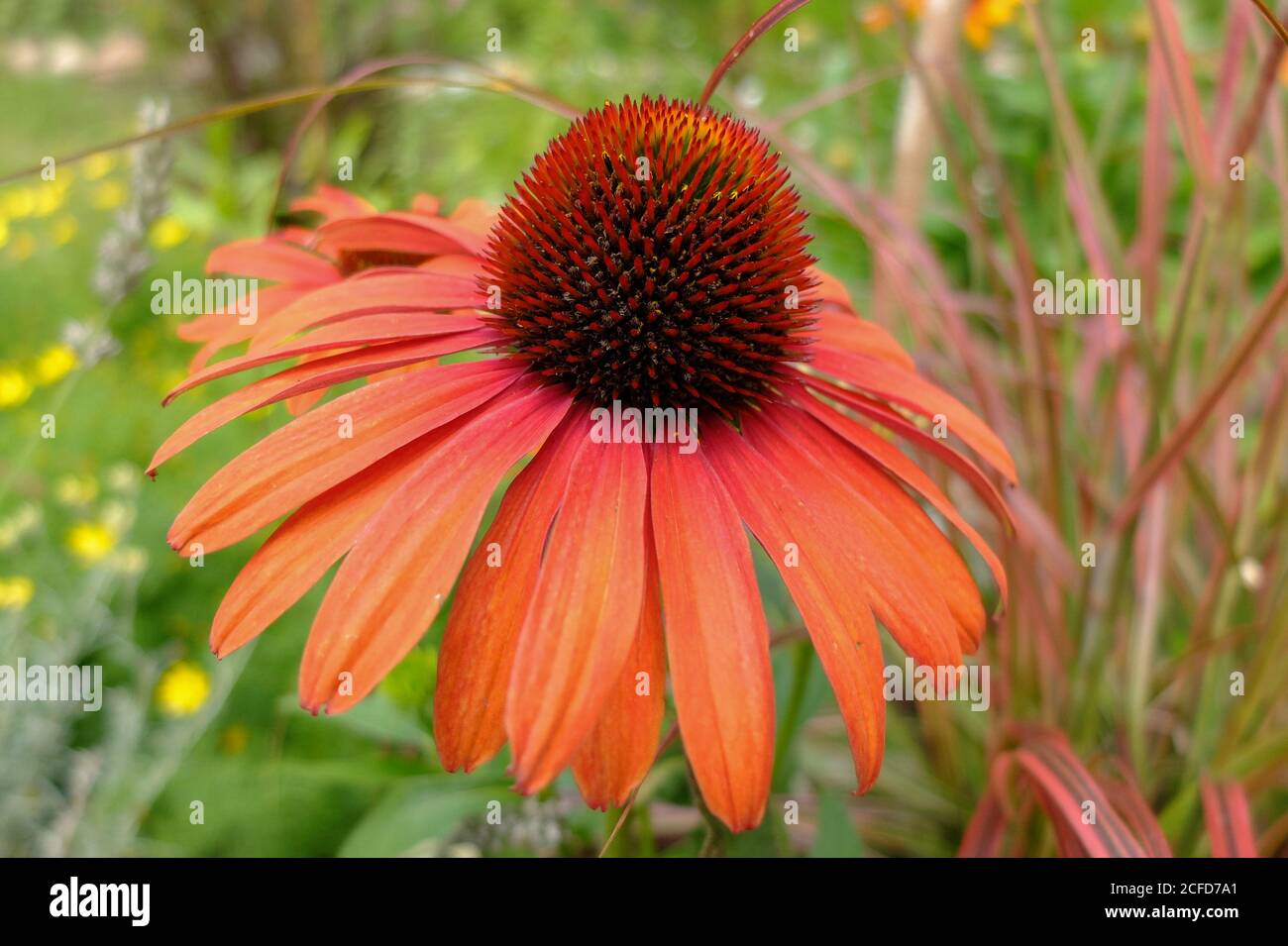 Cappello Sun "Julia" (Echinacea purpurea) Foto Stock