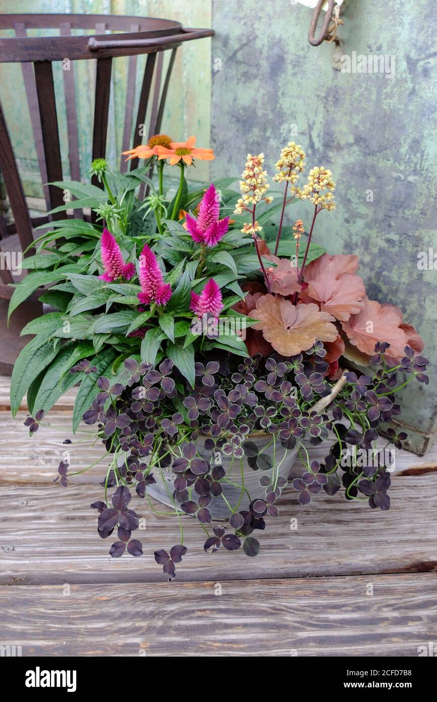 Pentola autunnale piantata con campane viola, echinacea, celosia e trifoglio Foto Stock