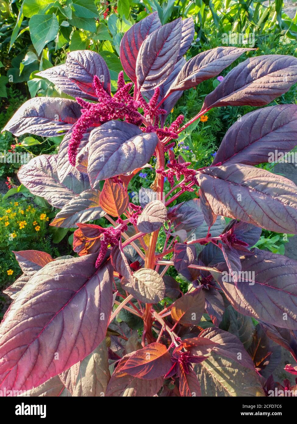 Amaranth vegetale - la coda di volata rossa (Amaranthus) cresce in giardino Foto Stock
