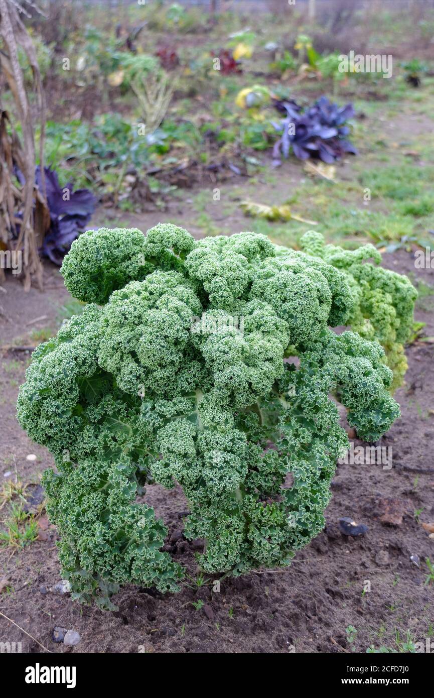 Kale (Brassica oleracea var. Sabellica) nel giardino d'autunno Foto Stock