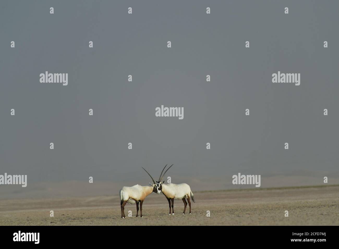 Arabian Oryx (Oryx leucoryx) nella riserva di conservazione del deserto di al Marmoom, Emirati Arabi Uniti Foto Stock