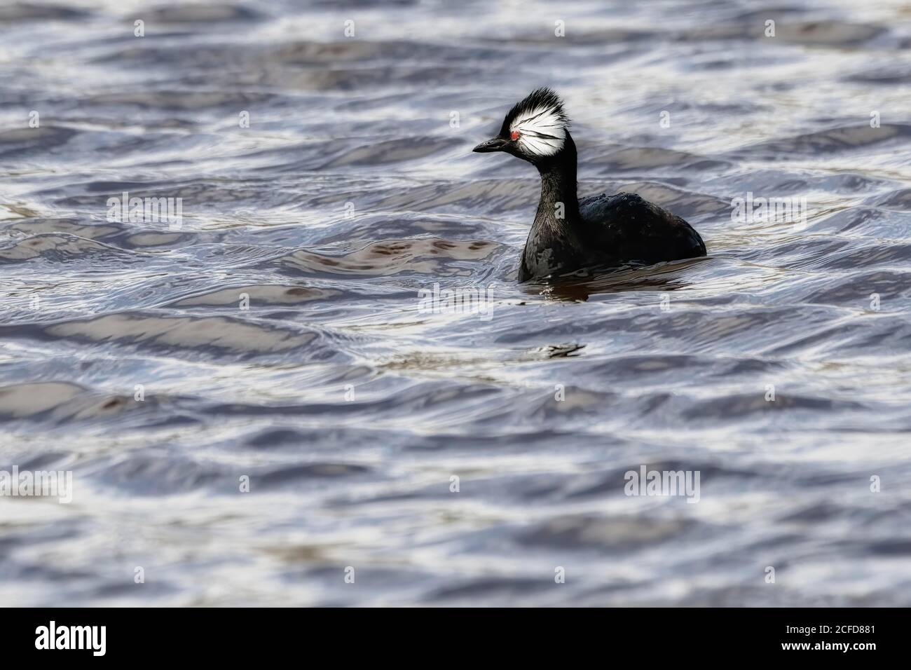 White-tufted Grebe (Rollandia rolland rolland rolland rolland), nuoto, grave Cove, West Falkland Island, Falkland Islands, British Overseas Territory Foto Stock