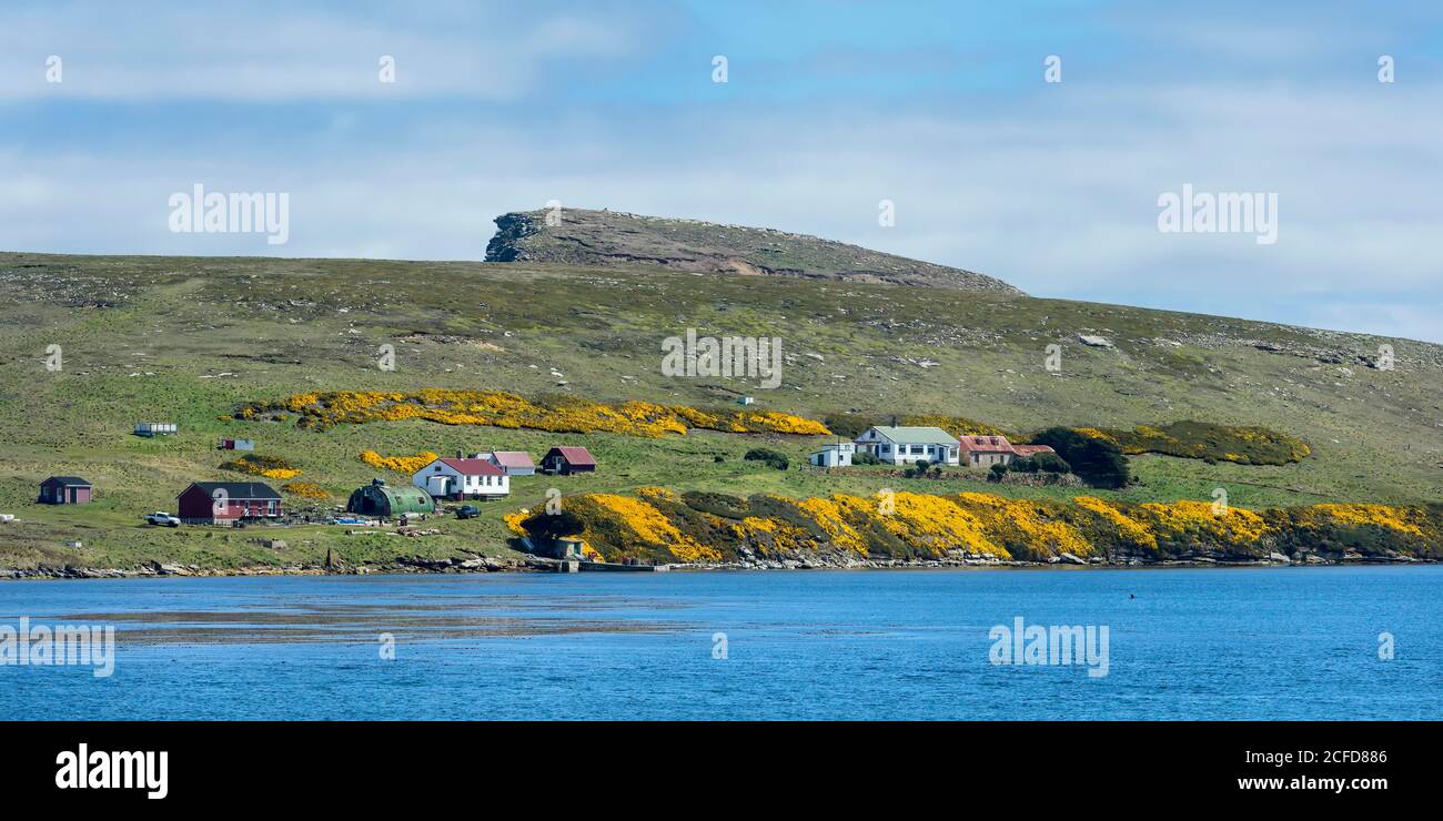 Costa e insediamento costiero di New Island, Isole Falkland, territorio britannico d'oltremare Foto Stock