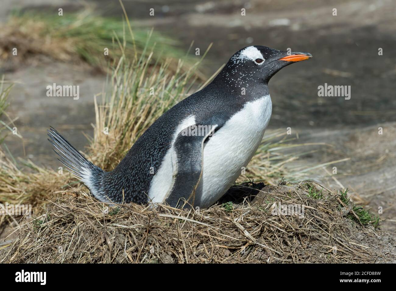 Nidificazione dei pinguini di Gentoo (Pigoscelis papua), grave Cove, West Falkland Island, Falkland Islands, British Overseas Territory Foto Stock
