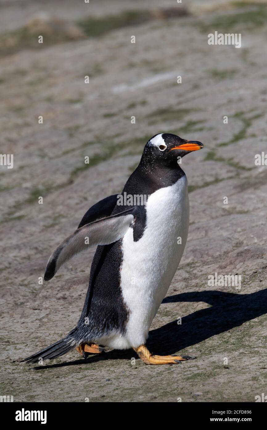 Pinguino Gentoo (Pigoscelis papua), grave Cove, West Falkland Island, Falkland Islands, British Overseas Territory Foto Stock