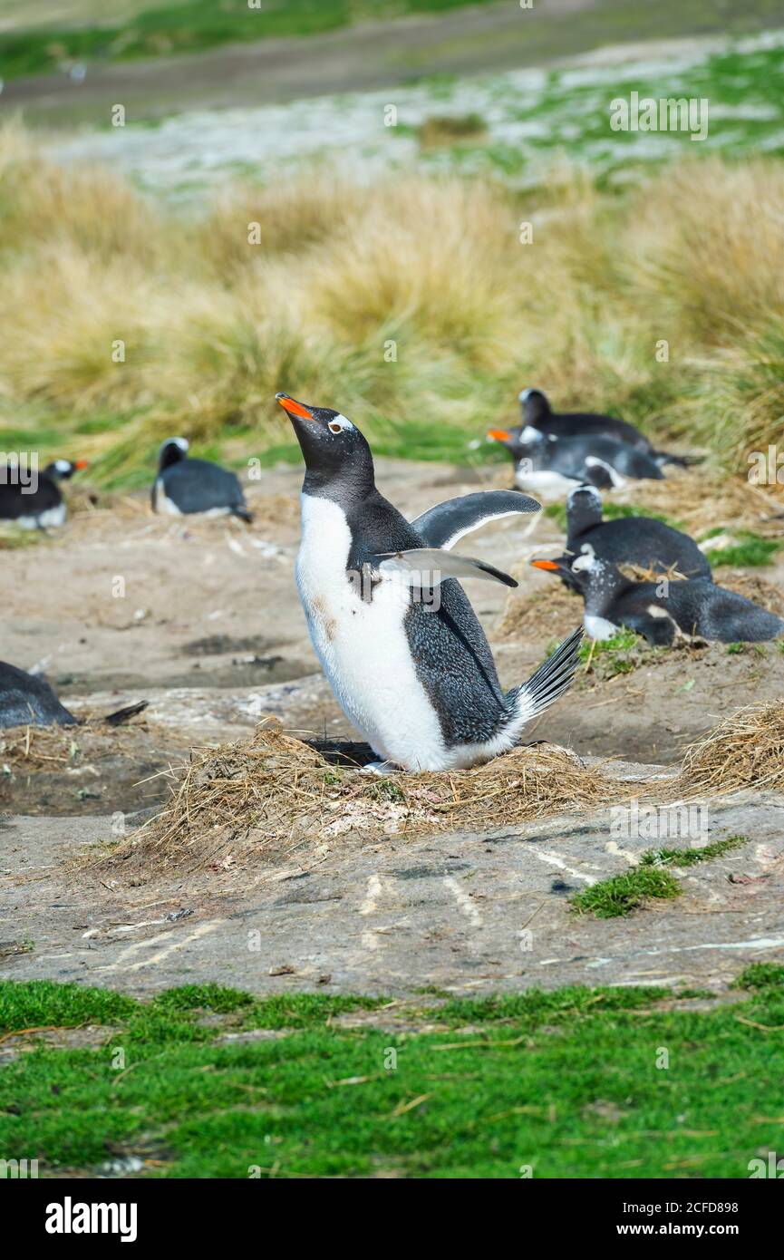 Nidificazione dei pinguini Gentoo (Pigoscelis papua), grave Cove, West Falkland Island, Falkland Islands, British Overseas Territory Foto Stock