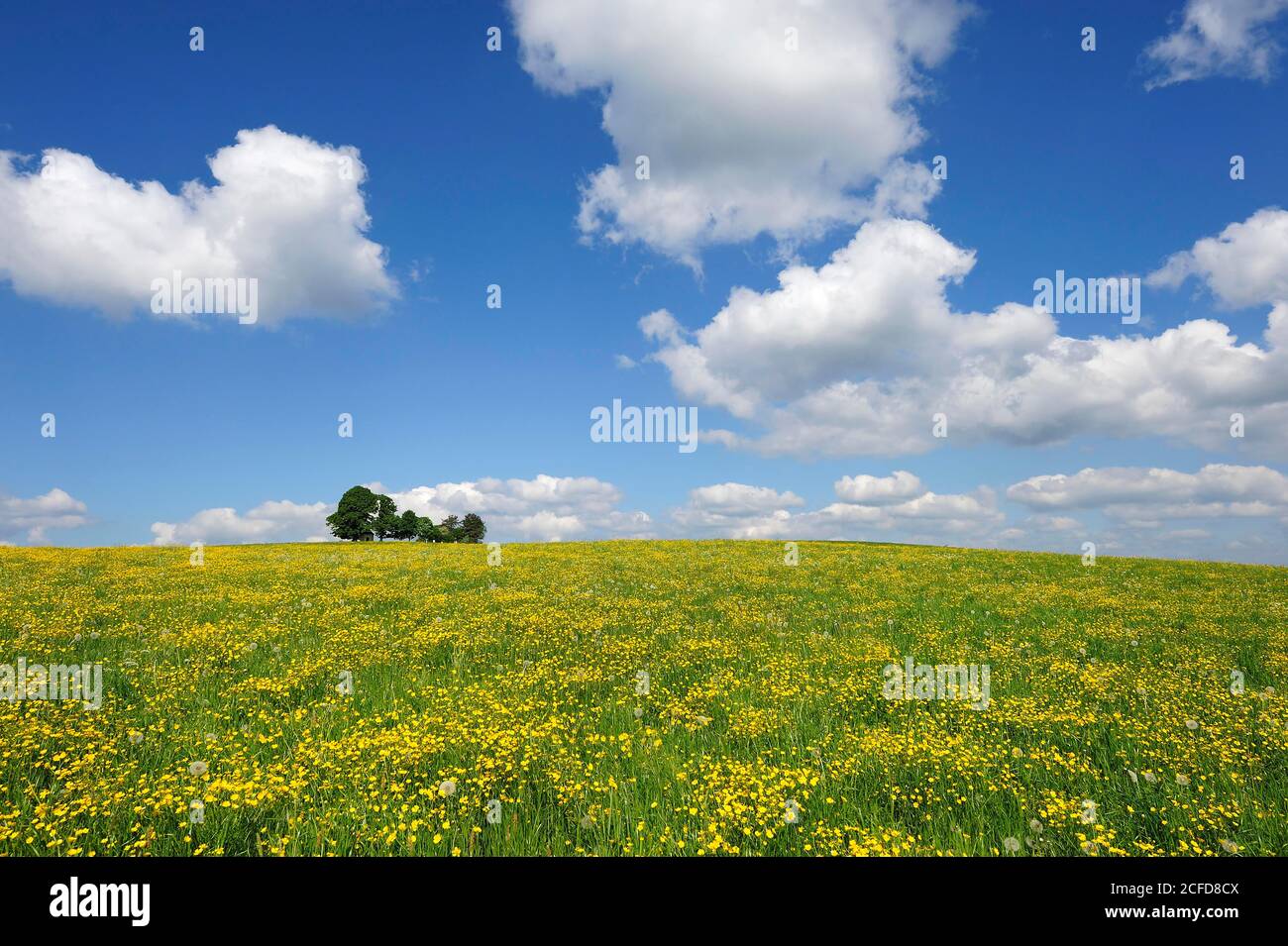 Prato fiorito vicino a Degerndorf, nella parte posteriore Maria-Dank-Kapelle, Muensing comunità a Starnberger See, Fuenfseenland, alta Baviera, Baviera, Germania Foto Stock