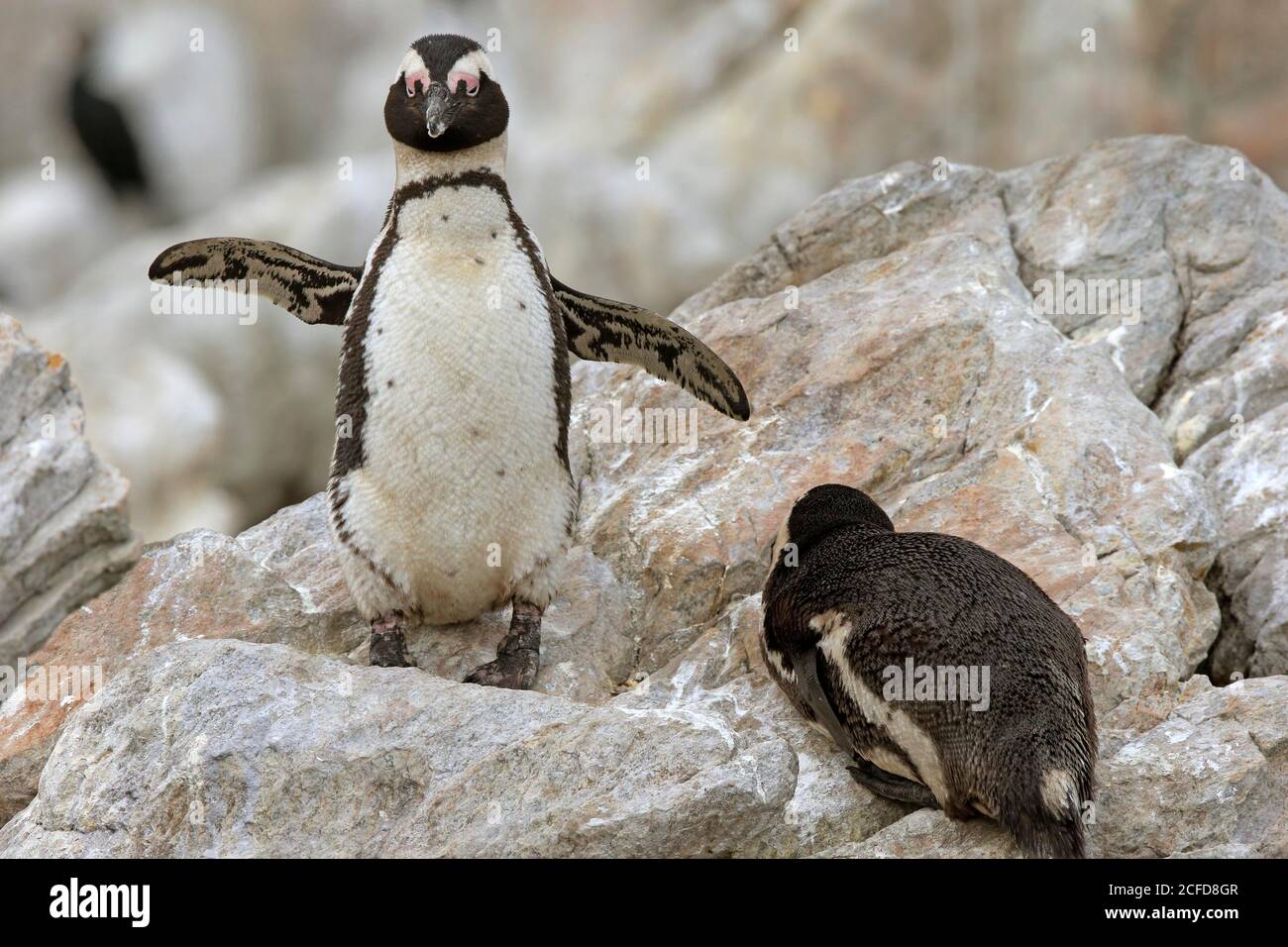 Pinguino africano (Speniscus demersus), adulto, su roccia, a terra, due animali, Betty's Bay, Stony Point Nature Reserve, Capo Occidentale, Sud Africa Foto Stock
