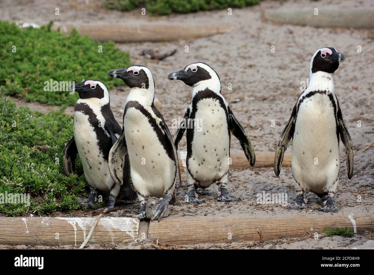 Pinguino africano (Speniscus demersus), adulto, gruppo, a terra, sulla spiaggia, corsa, Betty's Bay, Stony Point Nature Reserve, Capo Occidentale, Sud Foto Stock