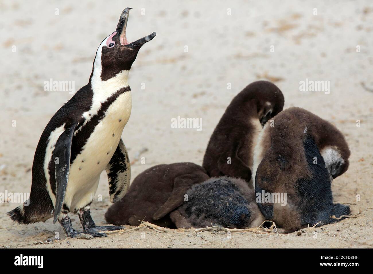 Pinguino africano (Speniscus demersus), adulto, con giovani, chiamata, gruppo, in grotta di allevamento, spiaggia, a riva, Boulders Beach, Simon's Town Foto Stock