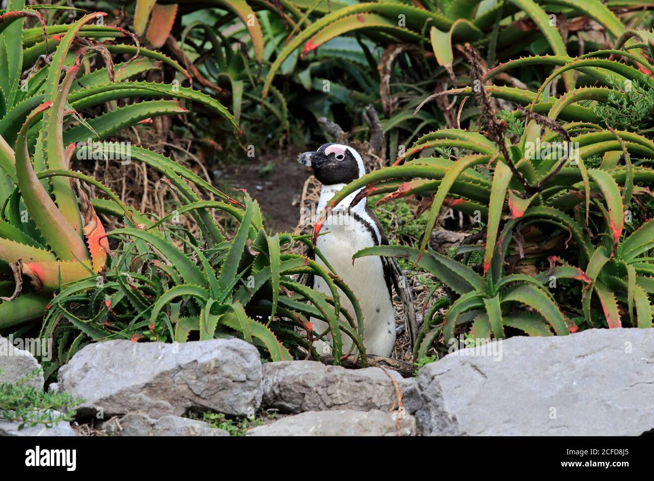 Pinguino africano (Speniscus demersus), adulto, onshore, allerta, Betty's Bay, Stony Point Nature Reserve, Capo Occidentale, Sudafrica Foto Stock