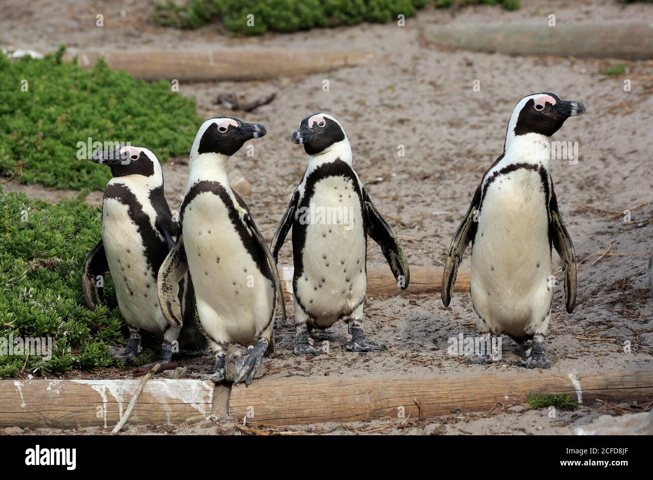 Pinguino africano (Speniscus demersus), adulto, gruppo, a terra, sulla spiaggia, corsa, Betty's Bay, Stony Point Nature Reserve, Capo Occidentale, Sud Foto Stock