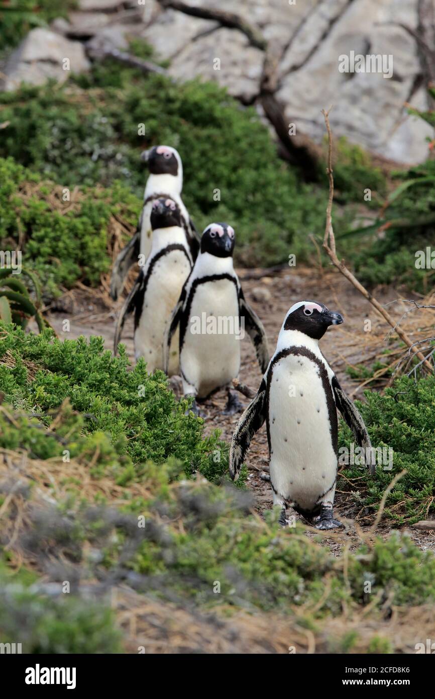 Pinguino africano (Speniscus demersus), adulto, gruppo, a terra, sulla spiaggia, corsa, Betty's Bay, Stony Point Nature Reserve, Capo Occidentale, Sud Foto Stock