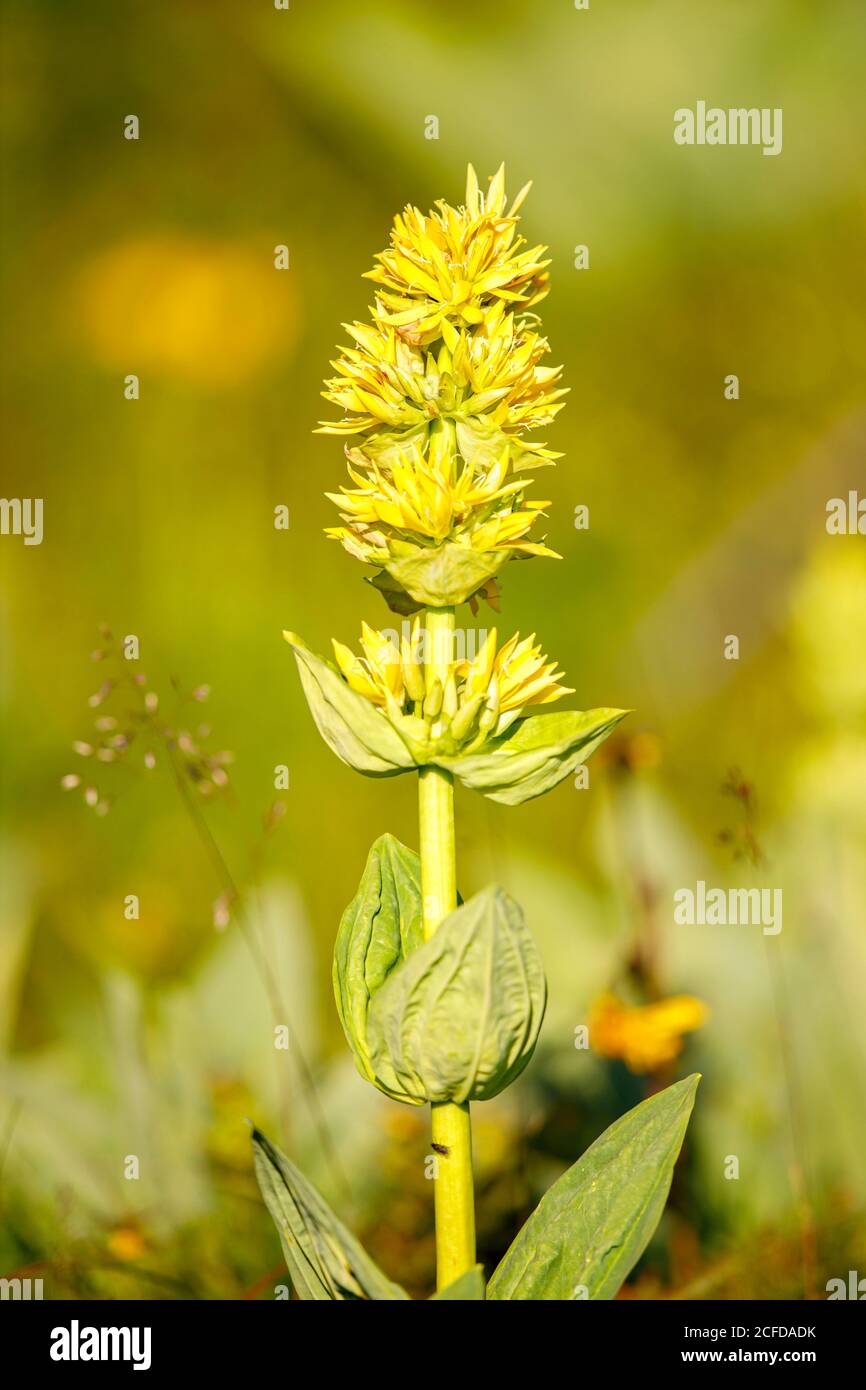 Grande genziana gialla (Gentiana lutea), Vosgi, Francia Foto Stock
