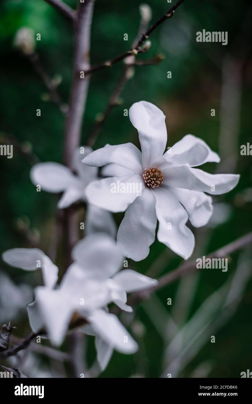 Teneri fiori aromatici magnolia con petalo bianco bello su cespuglio in giardino Foto Stock