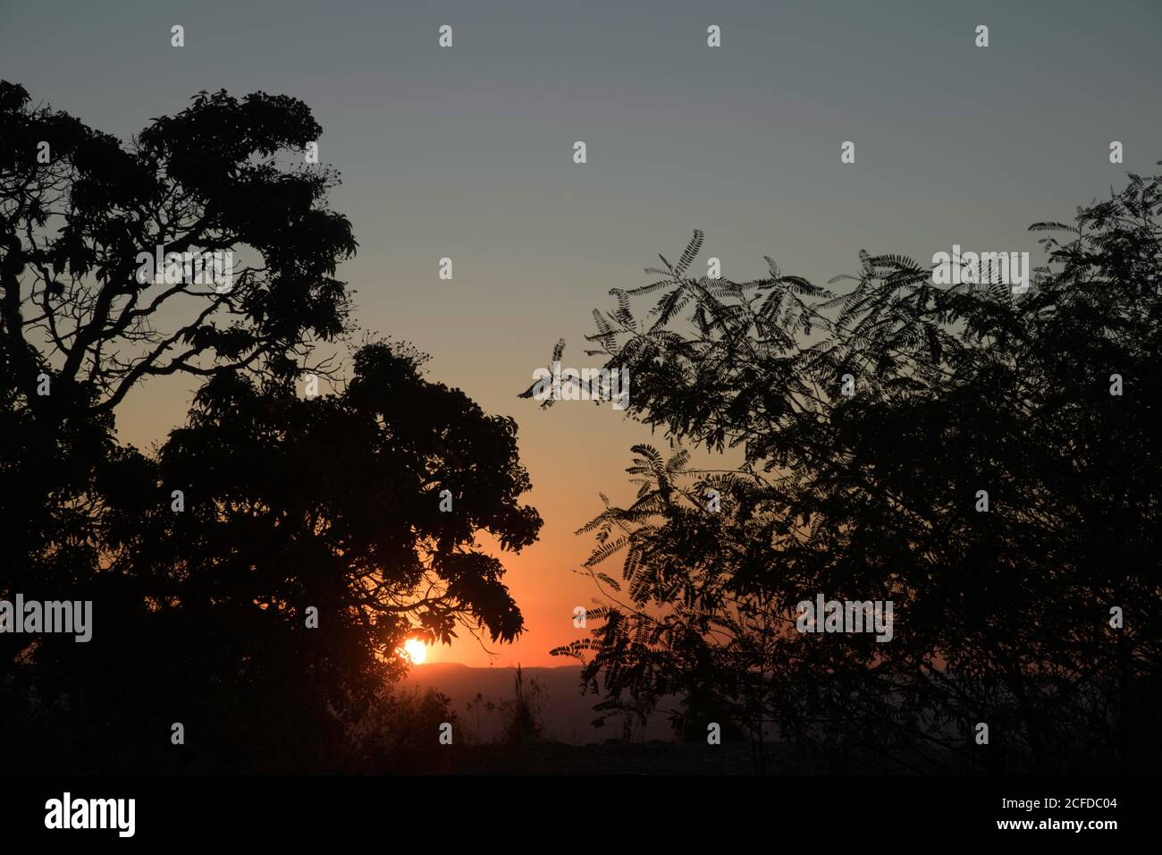 Alberi Silhouettes al tramonto in Brasile Foto Stock