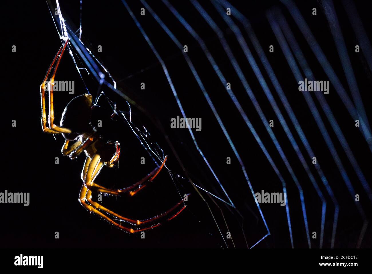 Grande ragno predatore che tesse cobweb su sfondo nero Foto Stock