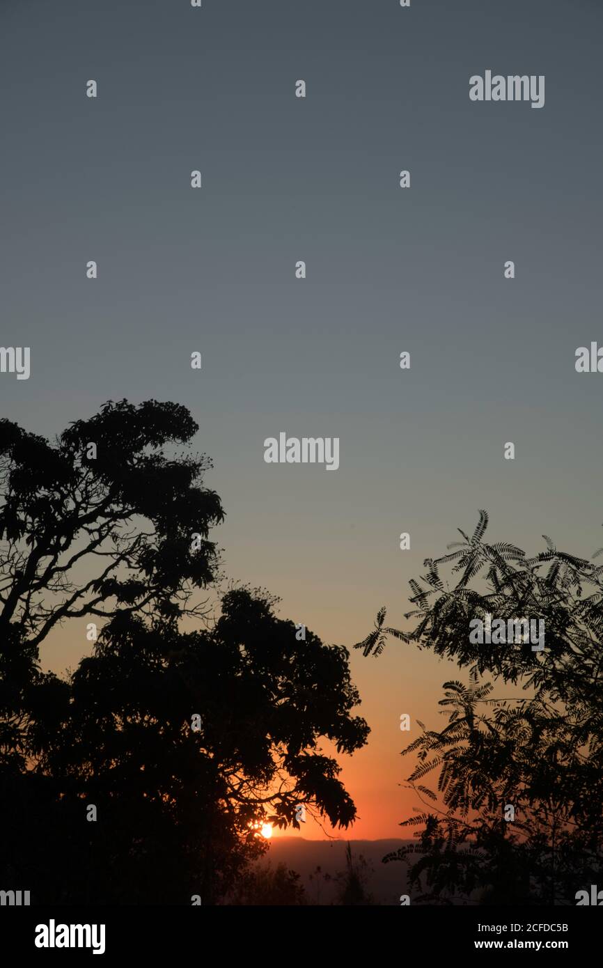 Alberi Silhouettes al tramonto in Brasile Foto Stock