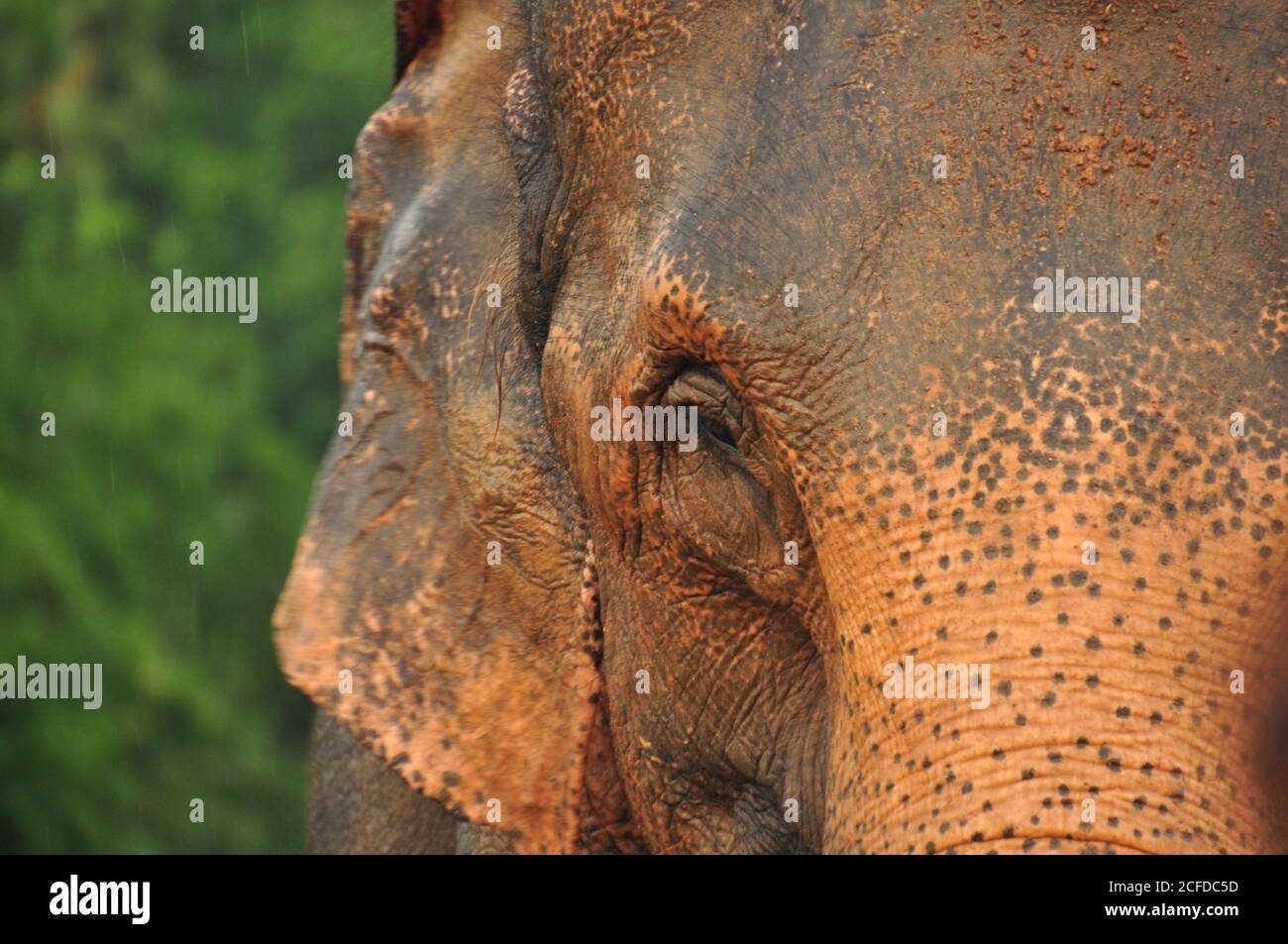 L'Elefante dello Sri Lanka (Elephas maximus maximus) si è esibito da vicino, durante la stagione umida, all'Orfanotrofio degli Elefanti di Pinnawala, nello Sri Lanka. Foto Stock