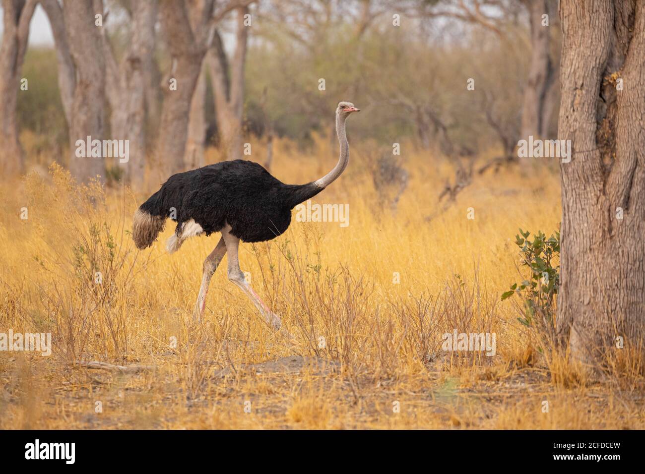 Struzzo sudafricano maschio che cammina tra erba gialla e alberi Nel Parco Nazionale di Chobe in Botswana Foto Stock Struzzo sudafricano maschio che cammina tra erba gialla e alberi Nel Parco Nazionale di Chobe in Botswana Foto Stock