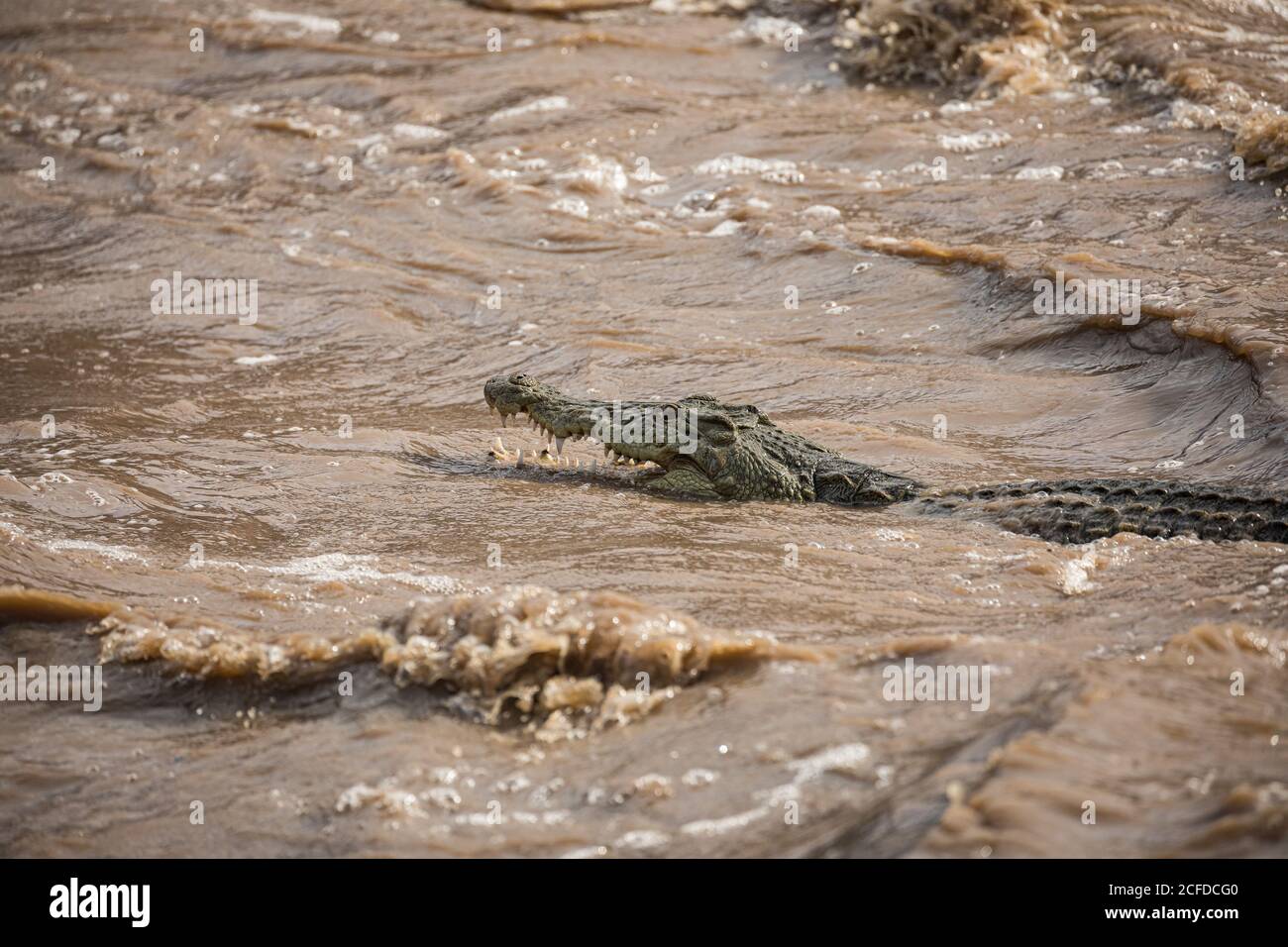 Vista laterale di alligatore selvatico con bocca aperta e affilata I denti si nascondono in acque sporche di rapide cascate del fiume Awash Lodge Foto Stock