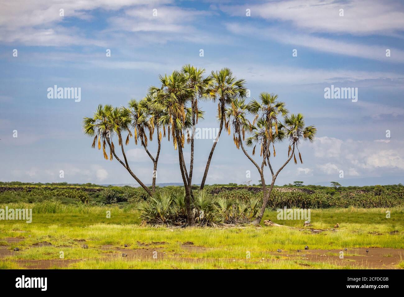 Alte palme doum che crescono in prateria sullo sfondo di cielo blu nella giornata di sole Foto Stock