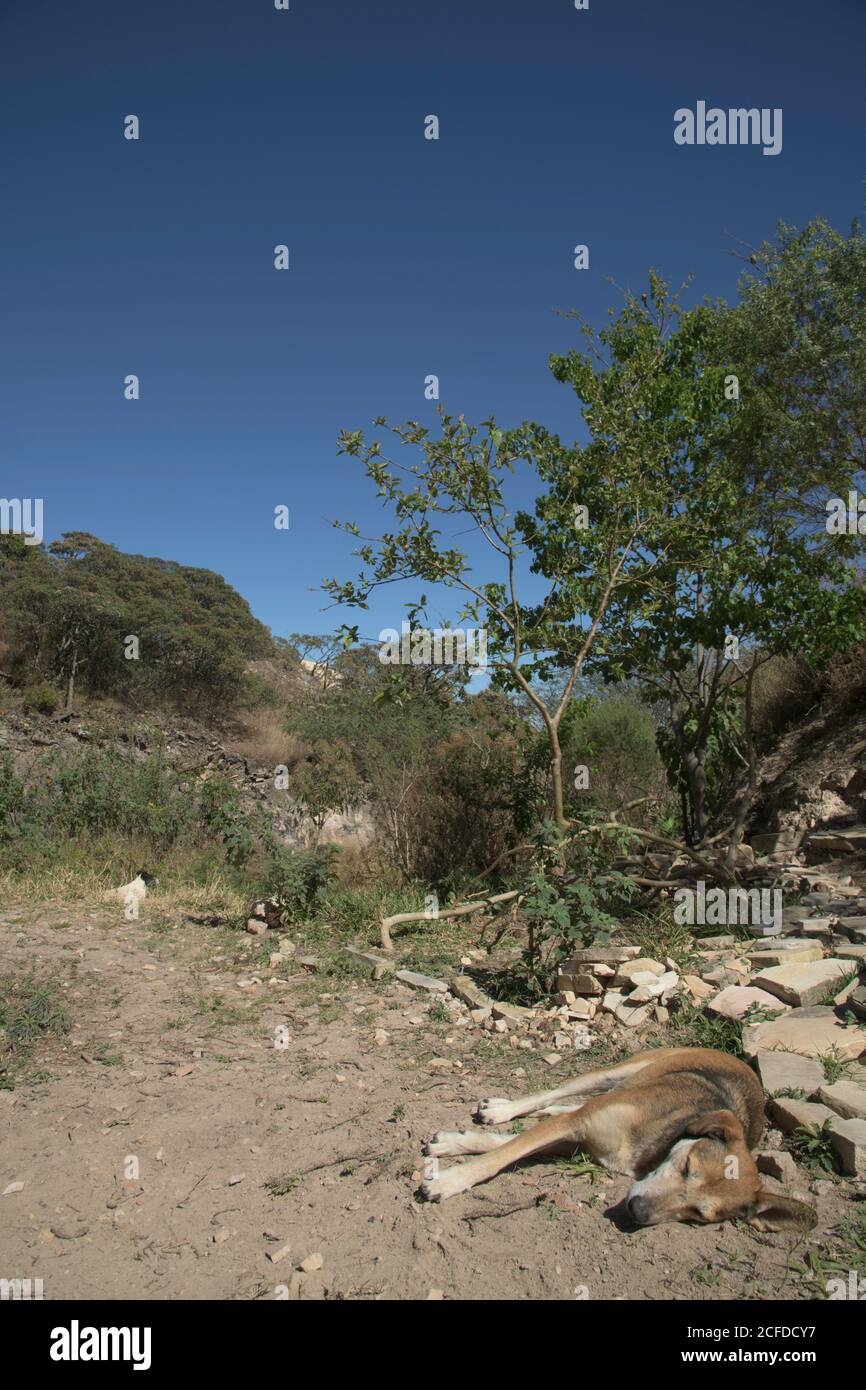 Due cani nel Giardino in Brasile Foto Stock