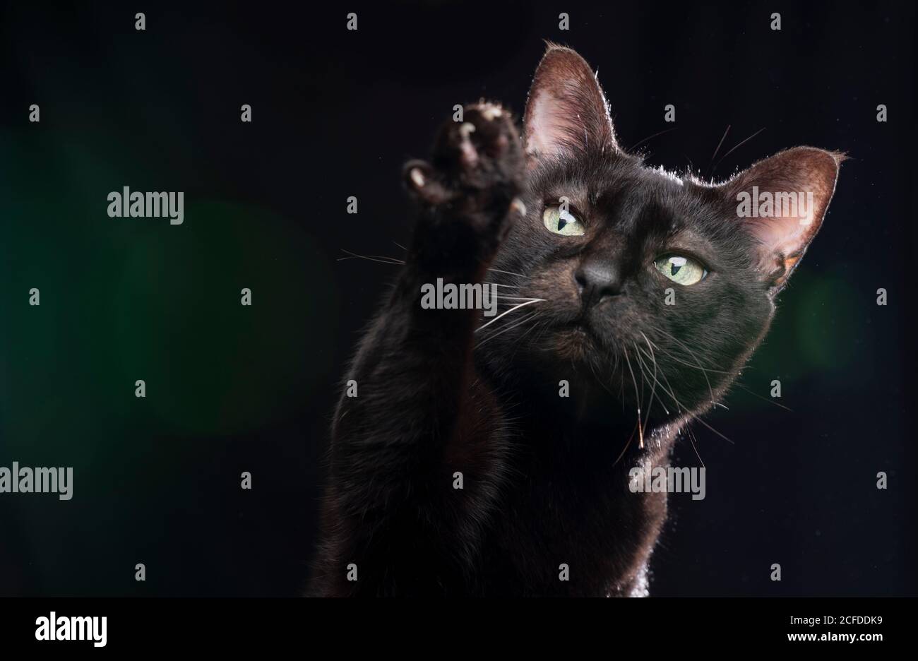 gatto nero alzando zampa cercando di raggiungere le treats su sfondo nero con luce verde lente Foto Stock