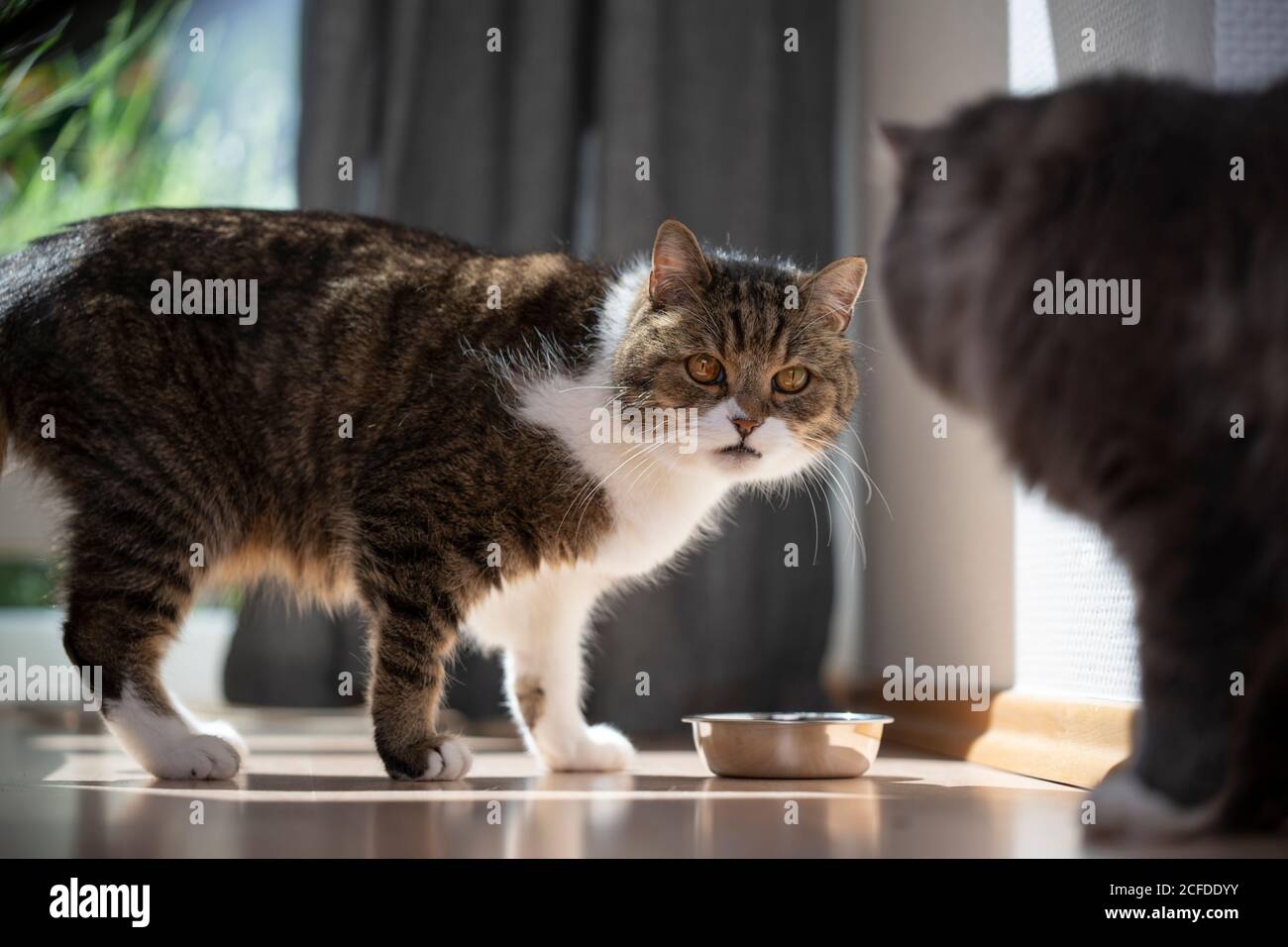 due gatti in piedi accanto alla ciotola di cibo di peet guardando l'un l'altro Foto Stock