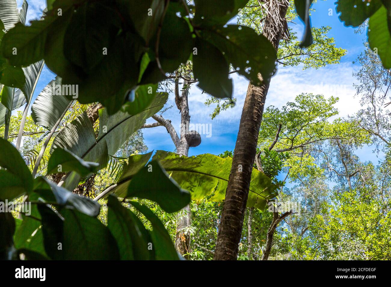 Nido di termite sull'albero, Parco Nazionale di Ivooloina, Fiume Ivooloina, Taomasina, Tamatave, Madagascar, Africa, Oceano Indiano Foto Stock