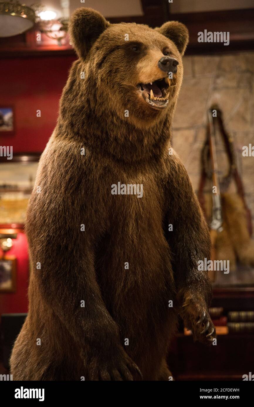 Grande orso bruno farcito con bocca aperta in piedi sulla buccia gambe collocate in un ristorante rustico con interni in stile caccia Foto Stock