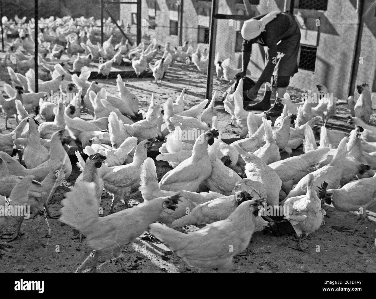 Didascalia originale: La Fattoria di pollame di Betlemme. (Esan Safieh). Alimentazione dei polli - Ubicazione: Cisgiordania--Betlemme ca. 1939 Foto Stock