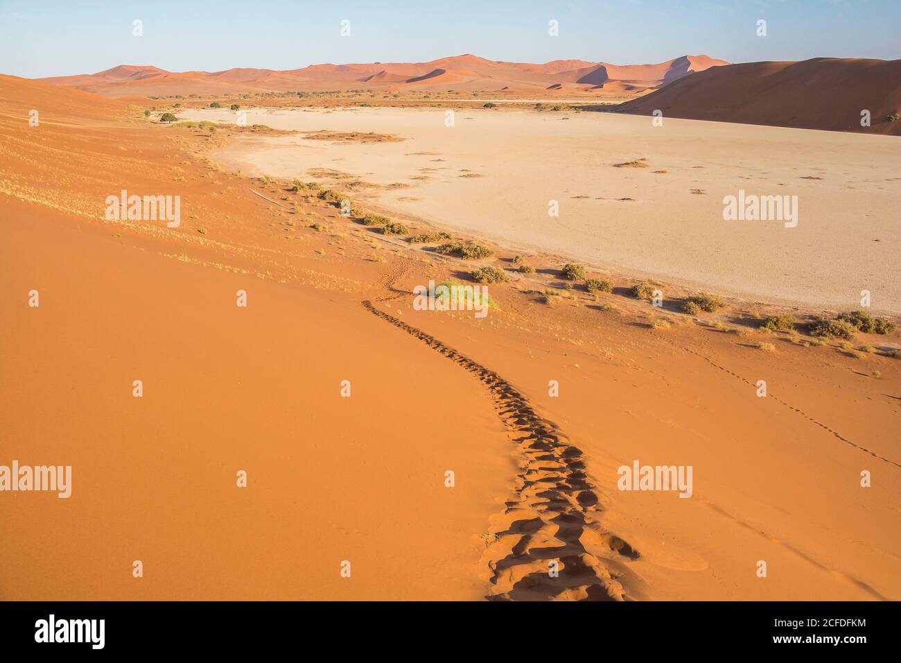 Salita alla Grande Duna Daddy a Sossusvlei alla luce del mattino, Sesriem, Namibia Foto Stock