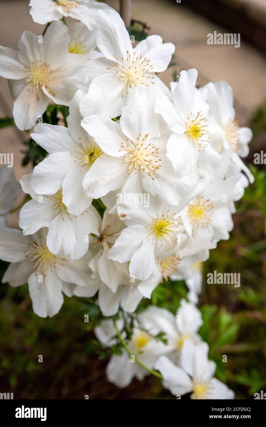 Clematis Henryi fiori prolifici Foto Stock