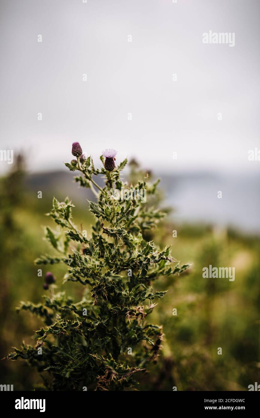 Thistle cresce sulle scogliere di Moher, Irlanda Foto Stock