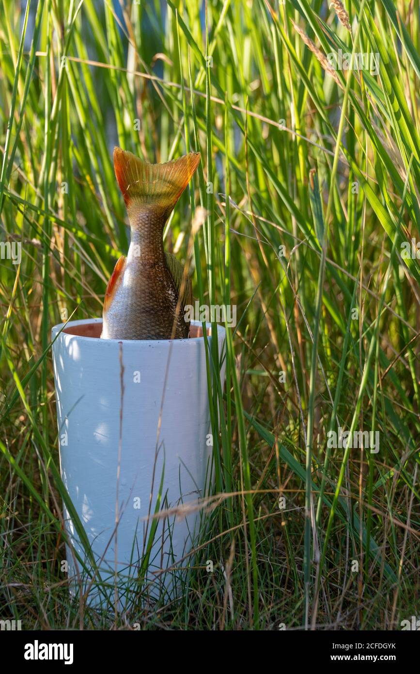 Vaso con perch Foto Stock