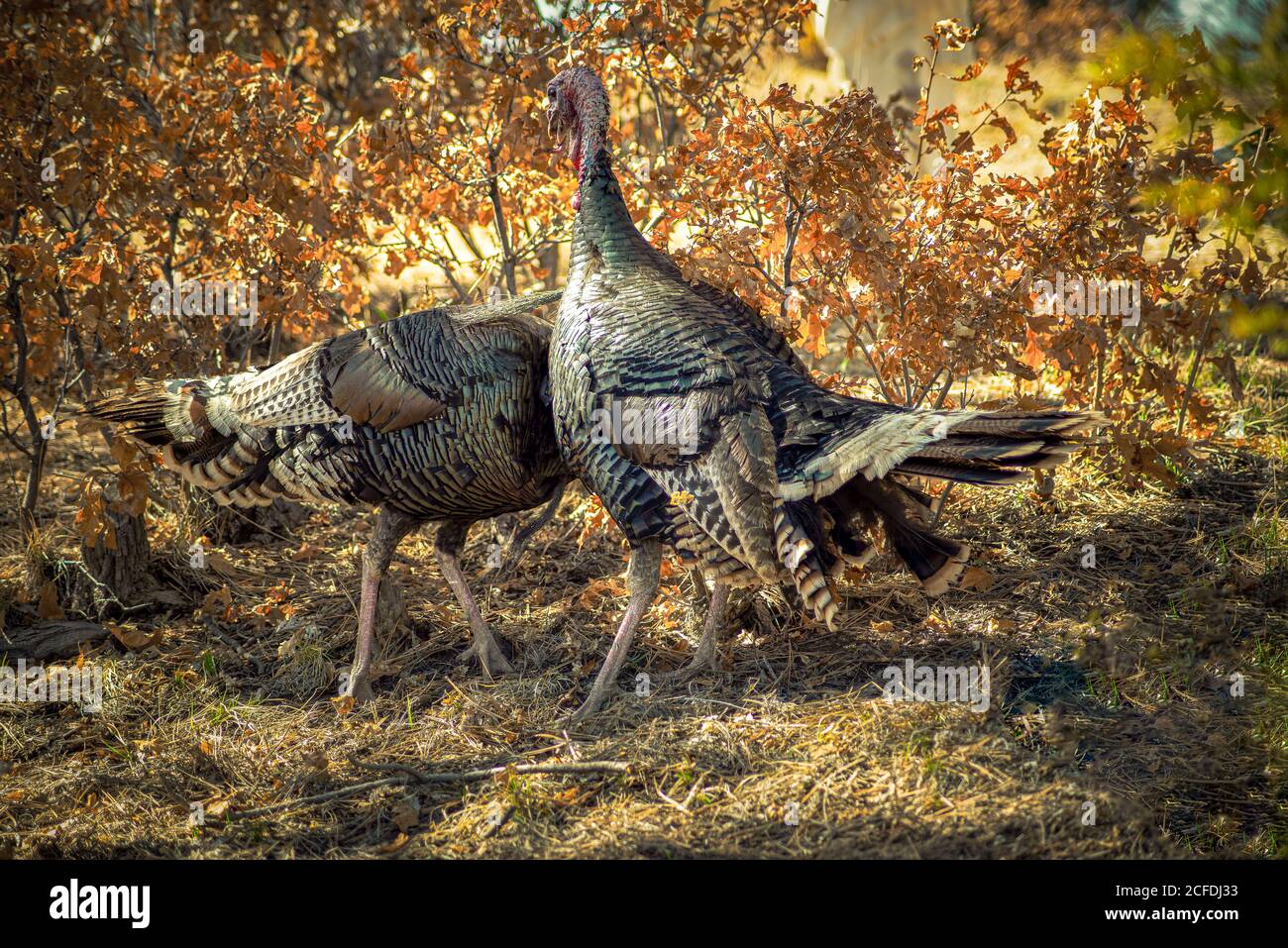 Due tacchini fanno una danza di accoppiamento, circondato da quercia scrub con brillanti foglie di autunno arancio. Foto Stock