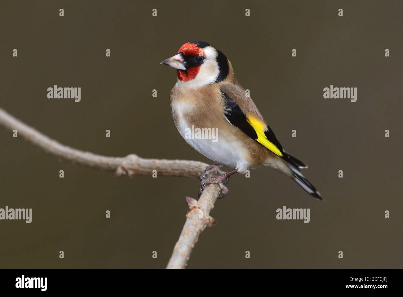 Cardellino Foto Stock