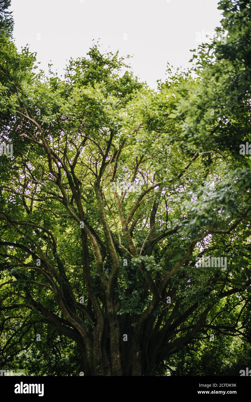 Gli alberi di Yew si innalzano con i loro rami, Killarney National Park, Irlanda Foto Stock