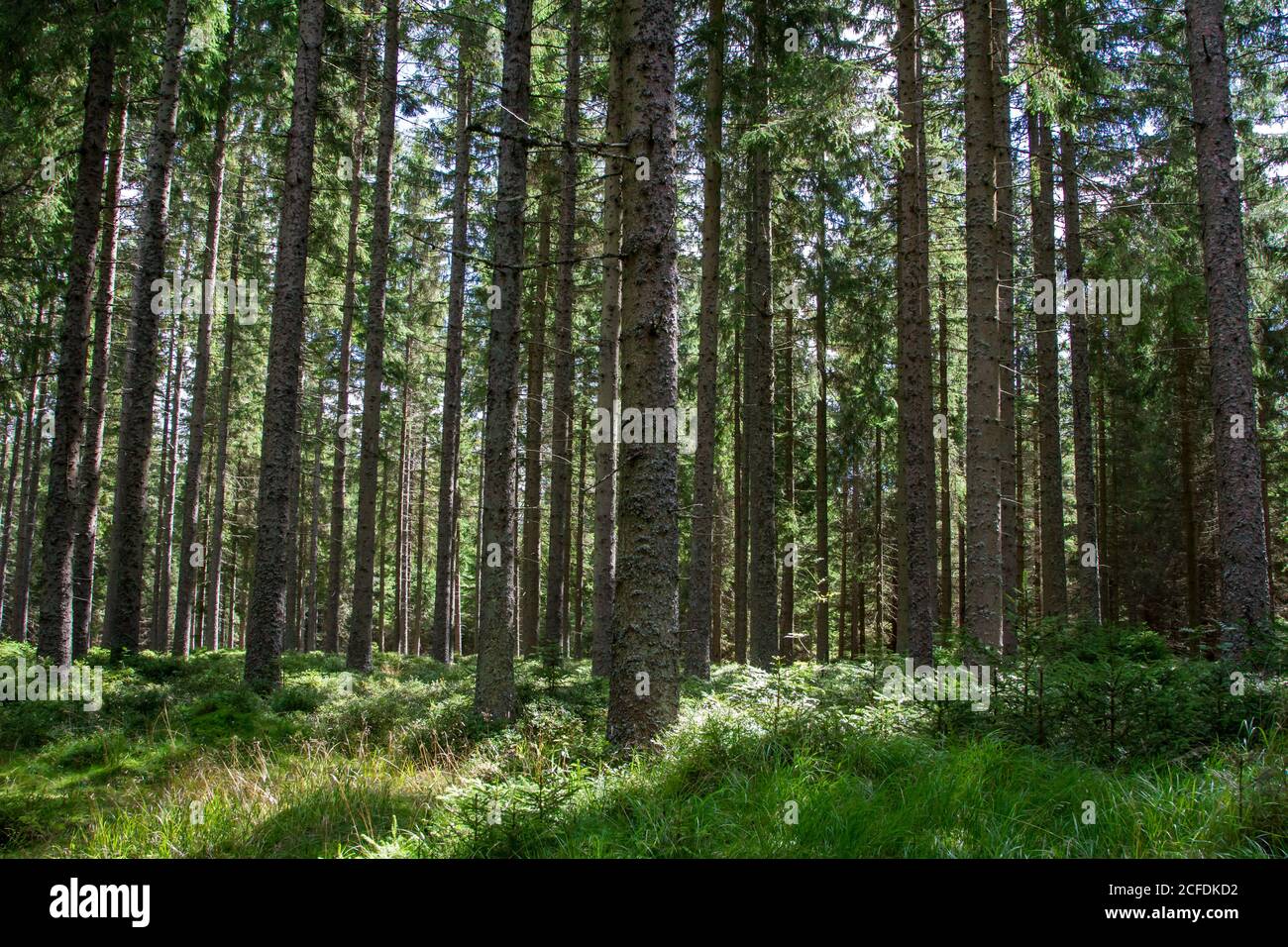 Mystic Forest - escursioni intorno a Karlstift, Waldviertel, Austria Foto Stock