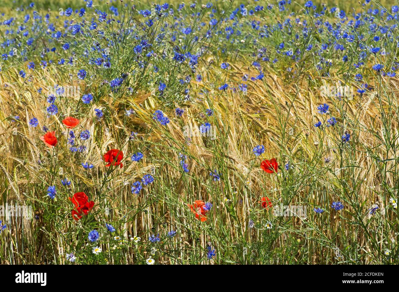 Papaveri e fiori di mais fioriscono in un campo di segale, Mont-sur-Rolle, Svizzera Foto Stock