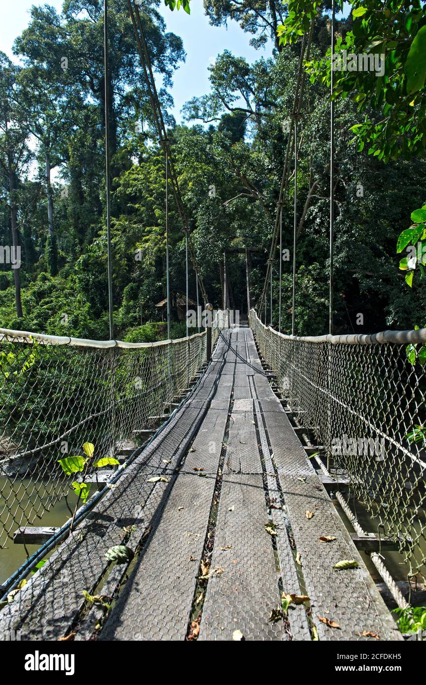 Ponte sospeso sul fiume Danum, Danum Valley Conservation Area, Sabah, Borneo, Malesia Foto Stock