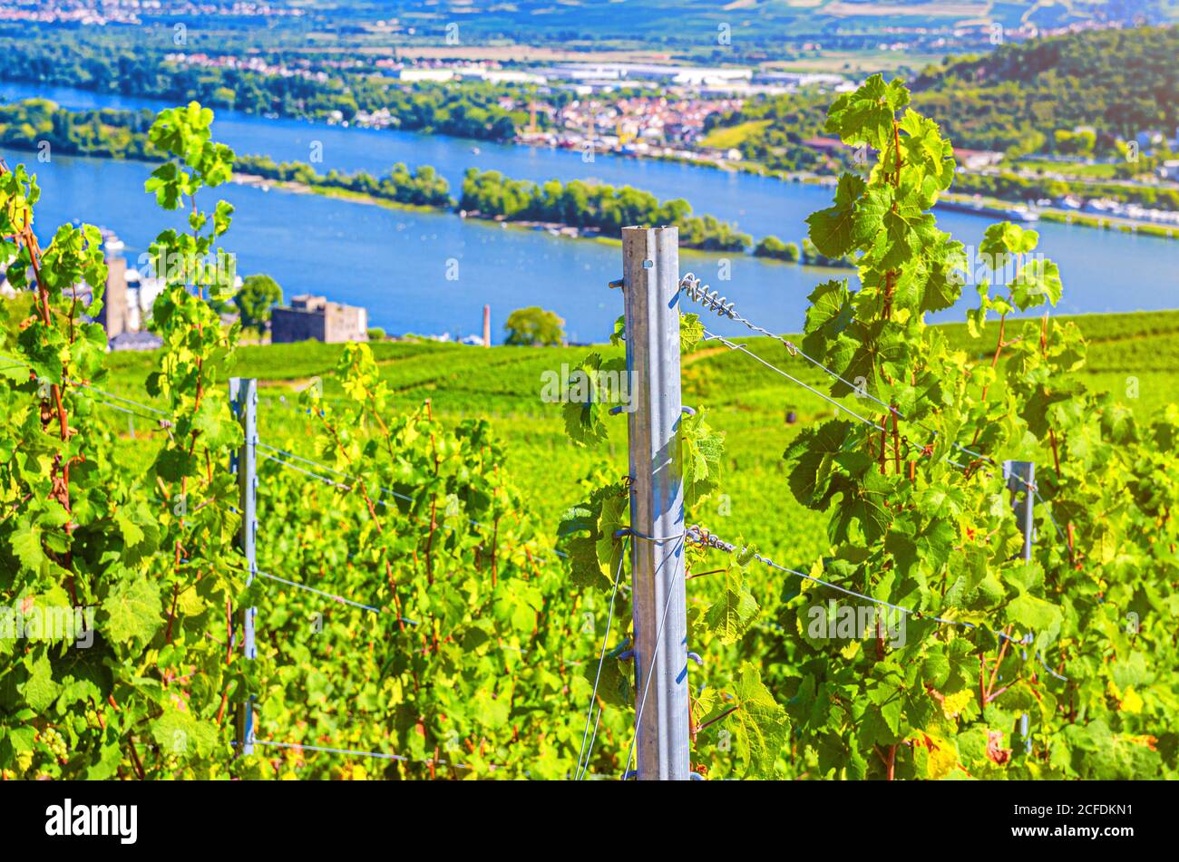 Palo in acciaio e filari di vigneti campi verdi paesaggio con grillis di uva sulle colline della Valle del Reno, regione vinicola Rheingau sul Monte Roseneck vicino alla città di Rudesheim, Stato dell'Assia, Germania Foto Stock