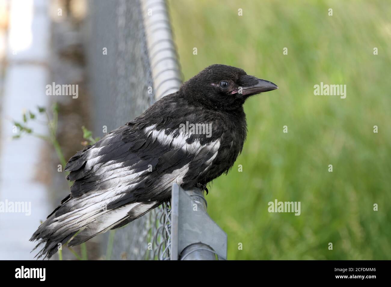 Uccelli giovani selvatici appartenenti alle specie conosciute come corvi, corvi e ruscelli, a breve distanza Foto Stock