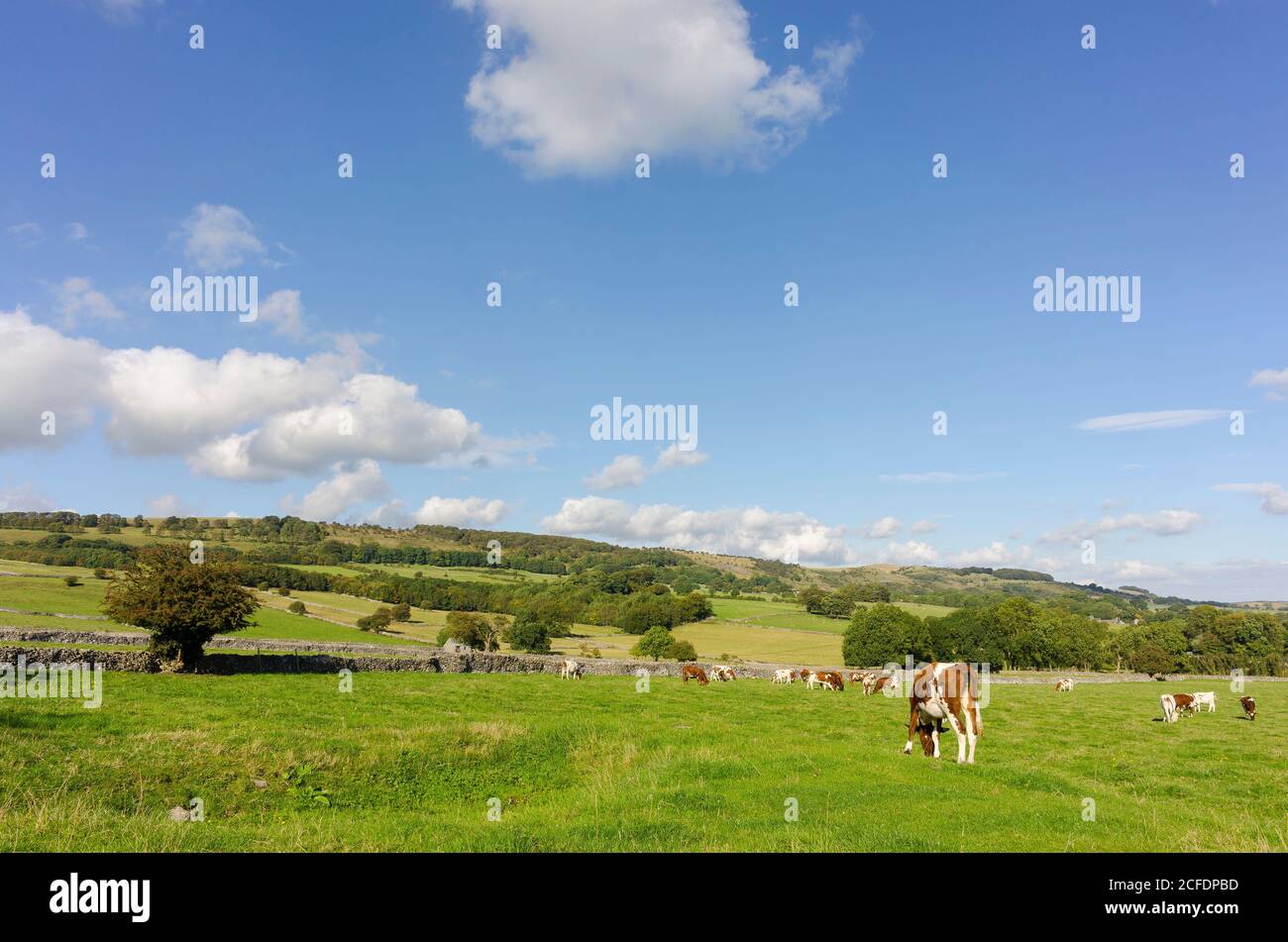 Mucche che pascolano nei campi della campagna del Derbyshire. Foto Stock