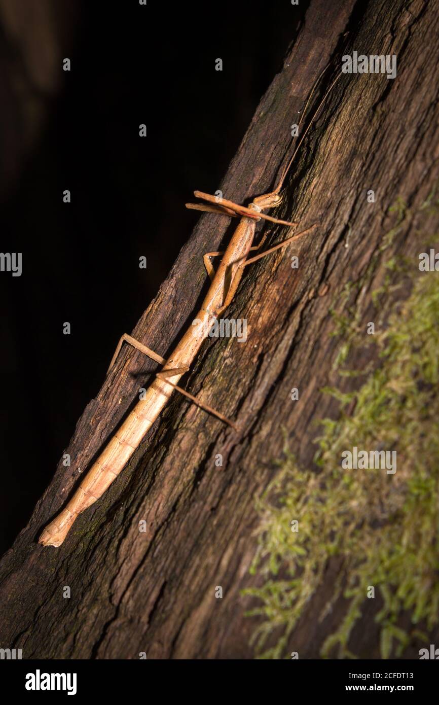 Indian Stick Insect (Carausius morosus), Città del Capo, Sudafrica Foto Stock