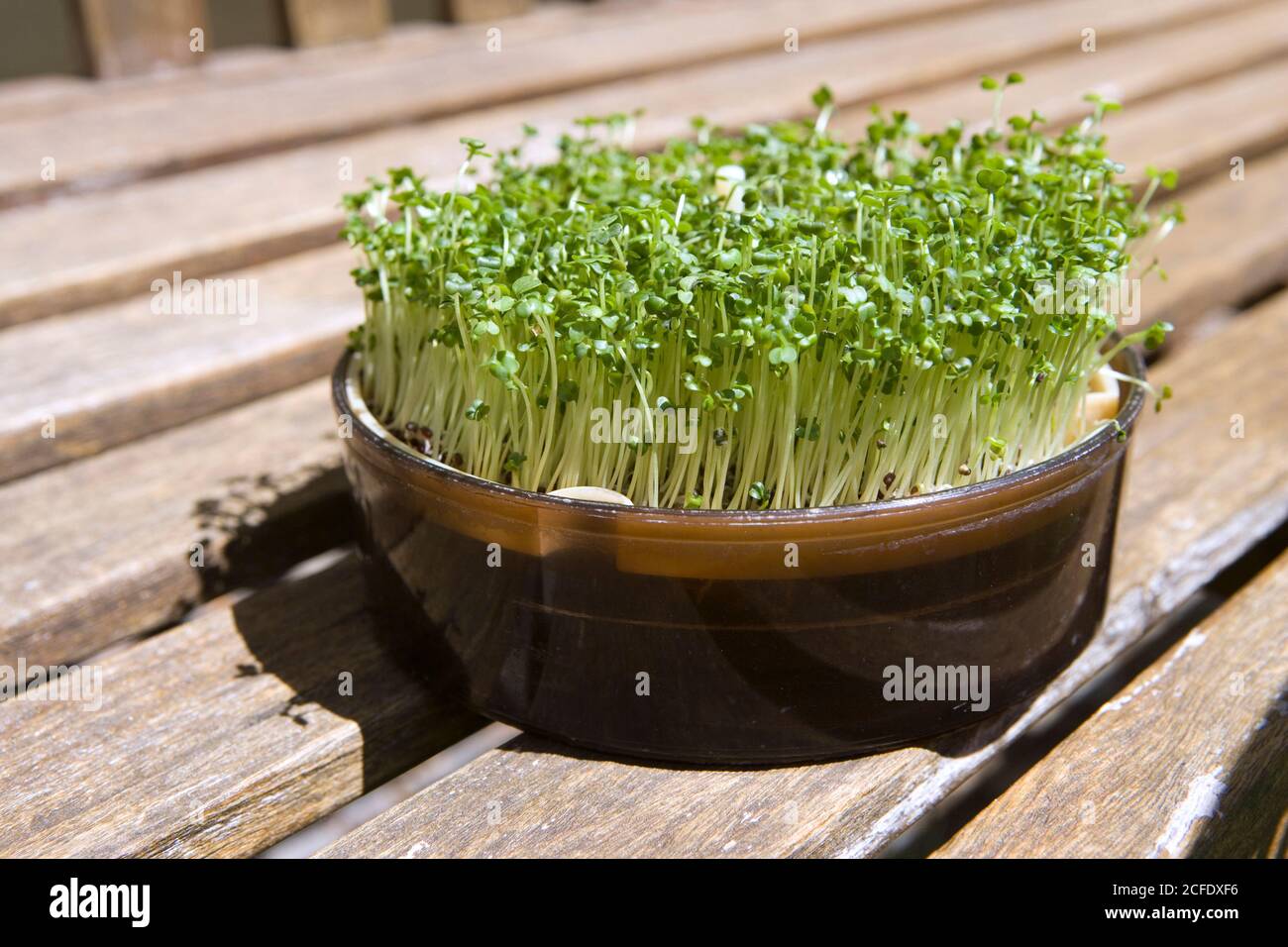 Piante, germinatori di broccoli crescono in una ciotola di germinazione Foto Stock