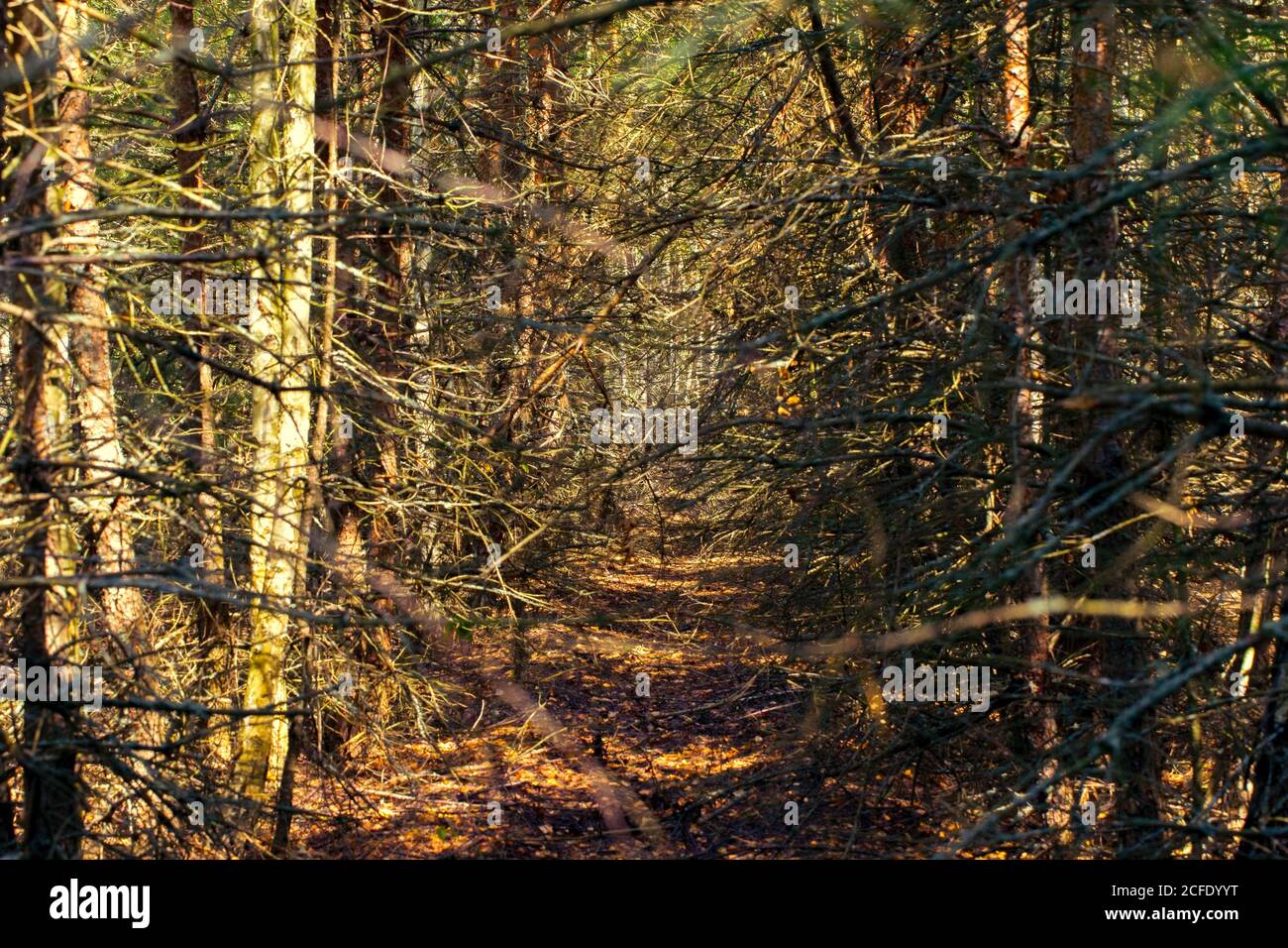 Oscura foresta con morti aride trees.The sfondo è una foresta cupa e drammatica. Foto Stock