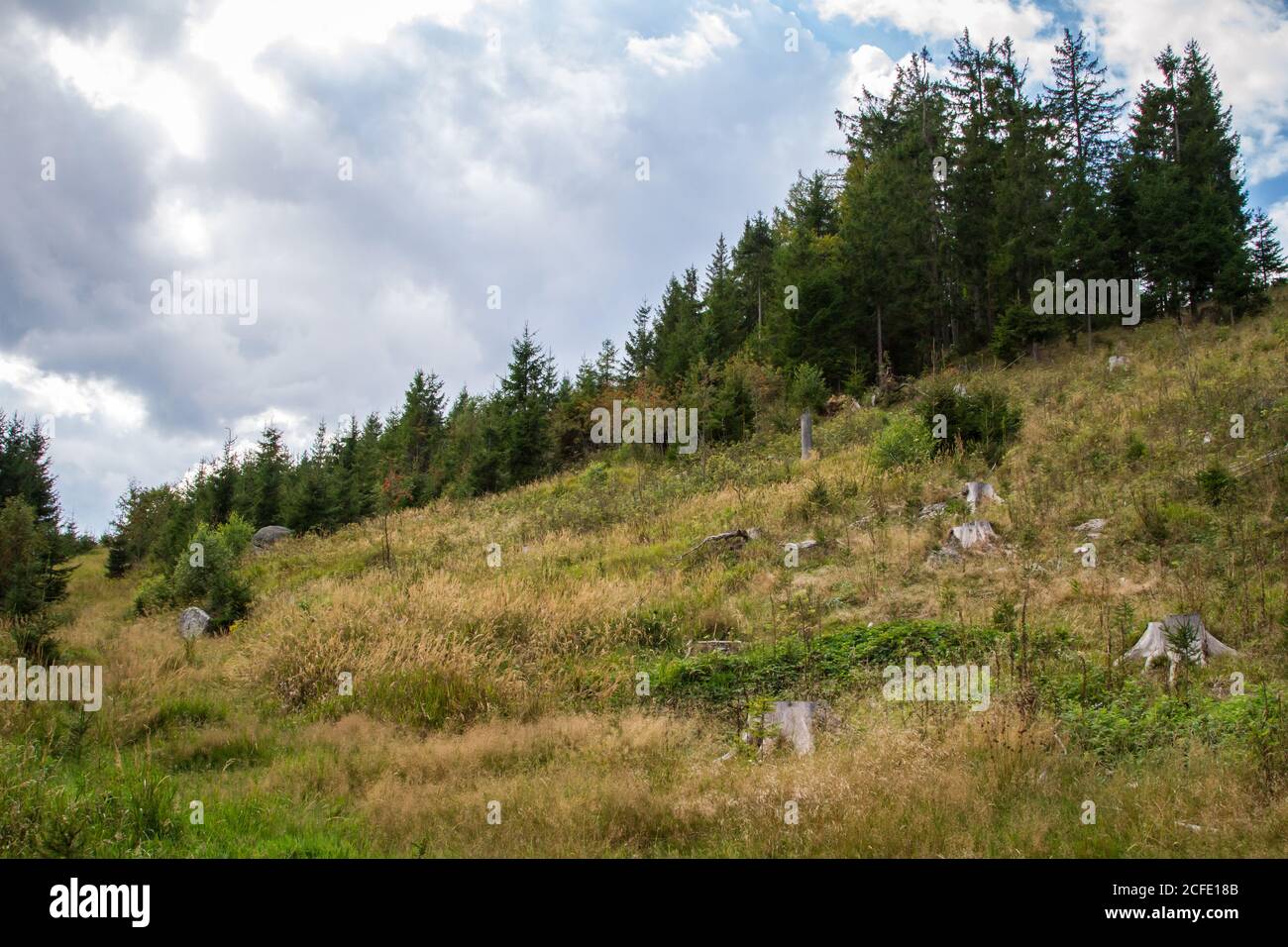Vista sul Tischberghöhe - escursioni intorno a Karlstift, Waldviertel, Austria Foto Stock